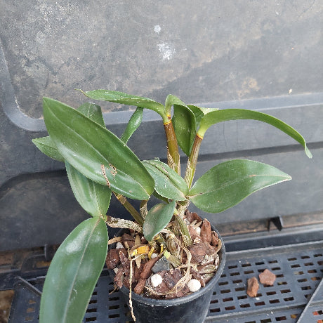 A small green leafy plant in a black plastic nursery pot filled with bark and small white stones, photographed on a dark plastic tray or crate.