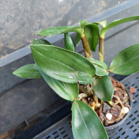 A close-up of a green leafy plant with broad oval leaves growing in a small black plastic pot filled with bark and pebbles, photographed on a dark plastic tray.
