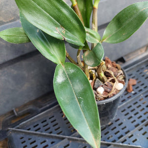A close-up of a green leafy plant in a small black nursery pot filled with bark and perlite, resting on a dark plastic crate.