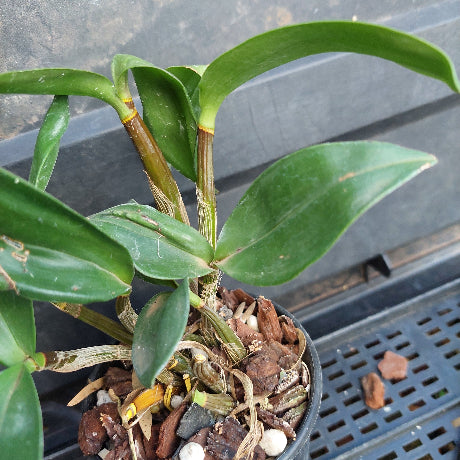 A close-up of a potted orchid plant with glossy green leaves and a black plastic pot filled with bark, bark pieces, and small white stones, photographed on a dark nursery tray.