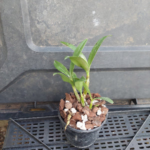 A small potted plant with green leaves and a flowering stem, planted in a black nursery pot filled with bark and white stones, resting on a black plastic nursery tray.