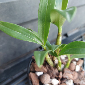 A close-up of a green orchid plant with long leaves growing in a black pot filled with brown and white pebbles.