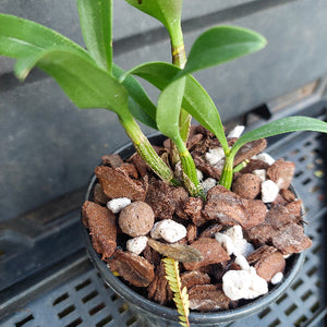 A close-up of a potted orchid plant with green leaves growing in a black plastic pot filled with bark and white stones, placed on a black plastic nursery tray.