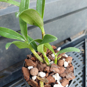 A small green plant with long narrow leaves growing in a black plastic pot filled with brown bark and white perlite, photographed close up on a dark tray surface.