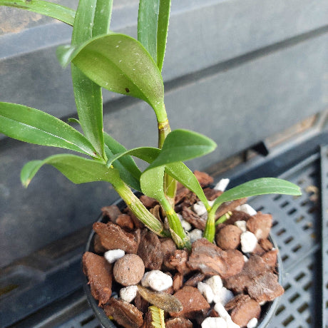 A small green plant with long narrow leaves growing in a black plastic pot filled with brown bark and white perlite, photographed close up on a dark tray surface.