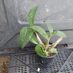A small potted orchid plant with green leaves and a brown stem, shown in a black nursery pot on a black plastic tray.