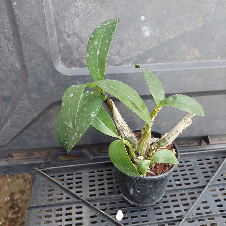 A small potted orchid plant with green leaves and a brown stem, shown in a black nursery pot on a black plastic tray.