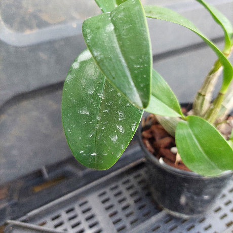 A close-up of a green leafy plant in a black nursery pot filled with brown bark or wood chips, photographed on a gray plastic tray.