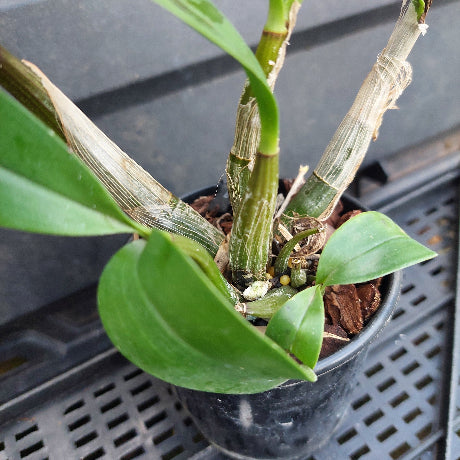A close-up of a live Dendrobium orchid plant in a black plastic nursery pot, showing green leaves, growing stems, and bark on a black plastic grow tray.