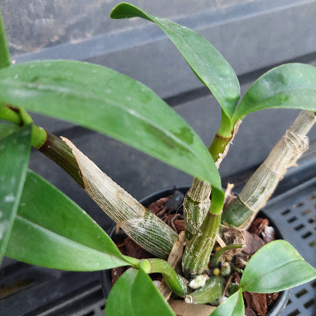 Close-up of a live Dendrobium orchid plant with green leaves and rhizomes, growing in a black plastic pot filled with bark, placed on a dark plastic nursery tray.