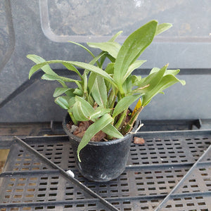 A small potted green plant with long, slender leaves in a black nursery pot, photographed on a black plastic greenhouse shelf.