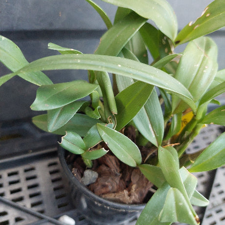 A potted green orchid plant with long, slender leaves growing in a black plastic nursery pot filled with bark and small stones, photographed on a dark plastic crate.