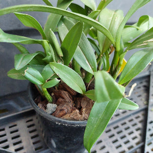 A potted green plant with long, slender leaves growing in a black plastic nursery pot filled with brown bark or wood chips, photographed on a black plastic greenhouse rack.