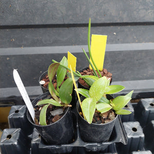 Three small potted green plants in black nursery pots on a black tray, with yellow plant labels and a white tag visible against a dark tray background.