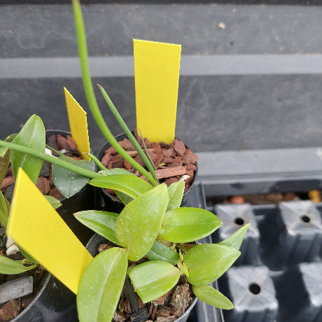 A small potted green plant with bright yellow tags, photographed in a nursery or greenhouse setting with pots and mulch visible in the background.