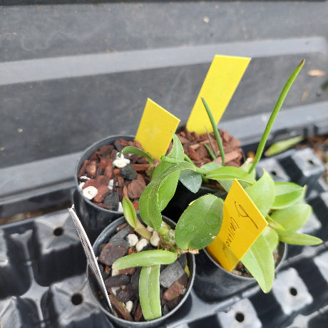 Three small potted orchids in black nursery pots with yellow labels, sitting in a black plastic tray. The leaves are bright green and the soil is covered with bark and small white stones.