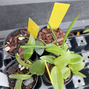 A close-up of several small potted green plants in black nursery pots filled with bark and small white stones, photographed in a tray. Two bright yellow plant labels are visible.