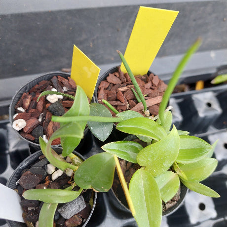 A close-up of several small potted green plants in black nursery pots filled with bark and small white stones, photographed in a tray. Two bright yellow plant labels are visible.