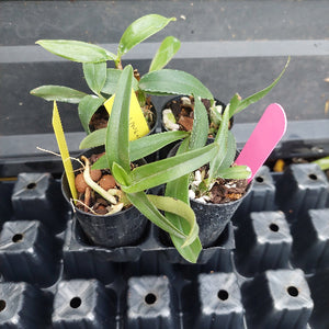 A small potted green plant with long narrow leaves in a black nursery pot, photographed next to a black plastic tray of similar pots. A pink tag is inserted near the top and a yellow handwritten tag is visible near the bottom.