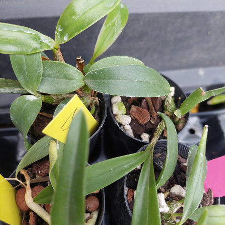 Close-up of a green leafy plant in a black nursery pot with bark and pebble growing medium, alongside other similar plants and yellow identification tags.