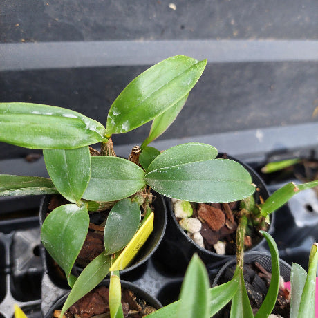 A close-up of a green orchid plant in a small black nursery pot, with multiple glossy leaves and visible bark/soil. Other similar pots are partially visible in the background on a black tray.