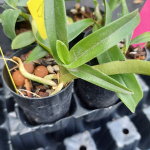 A close-up of a small potted orchid with green leaves and visible roots, growing in a black plastic nursery pot filled with brown clay pebbles. Other pots are blurred in the background.