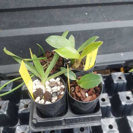 Four small potted green plants in black nursery trays, with yellow handwritten labels, photographed outdoors against a dark plastic tray background.