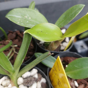 Close-up of a small potted orchid plant with glossy green leaves in a black nursery pot, surrounded by other similar plants and a yellow price tag.