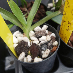 A close-up of a small potted orchid in a black nursery pot filled with white perlite and bark chips, with green leaves emerging from the top. A yellow plant tag is visible on the left and right sides.