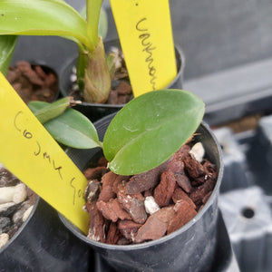 A close-up of a small green plant in a black plastic nursery pot filled with bark and white perlite, with yellow handwritten plant tags attached.