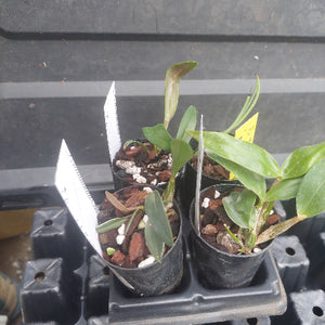 Three small potted green plants in black nursery pots on a black plastic tray, photographed from above on a dark surface.