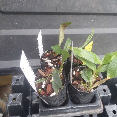 Three small potted green plants in black nursery pots on a black plastic tray, photographed from above on a dark surface.