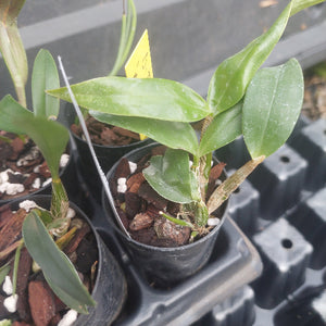 A close-up of a small green plant in a black plastic nursery pot filled with bark and white perlite, sitting in a tray of other seedling pots.