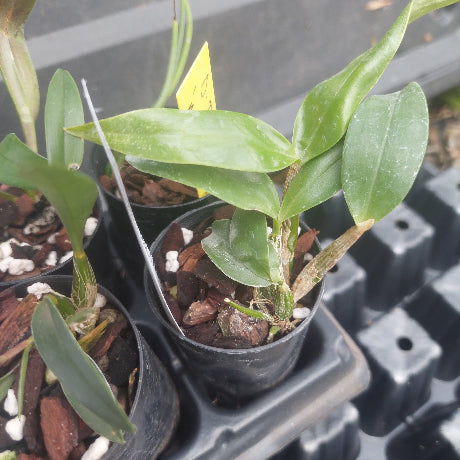A close-up of a small green plant in a black plastic nursery pot filled with bark and white perlite, sitting in a tray of other seedling pots.