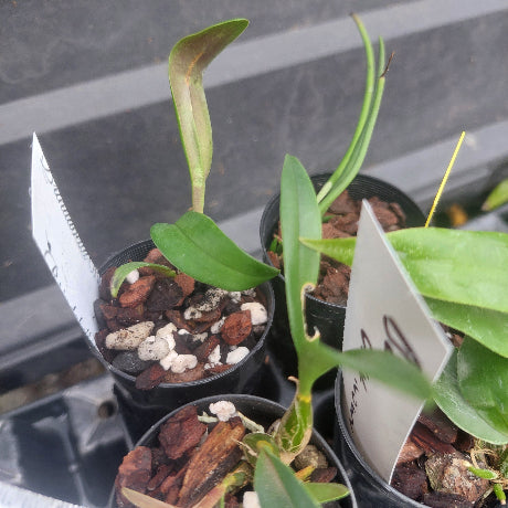 Close-up of several small potted orchids in black plastic pots with bark and perlite mix. One plant has long green leaves and a hanging bud, and a white handwritten label is visible in one pot.
