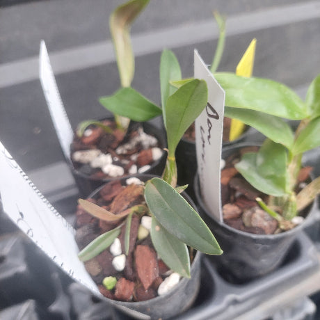 Small potted orchids in black nursery pots with bark and white stones, photographed close up on a tray. One tag is visible with handwritten text.