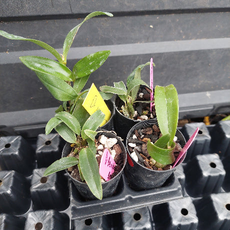 Three small potted green plants in black nursery pots arranged on a black plastic tray, with pink and yellow tags visible.