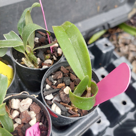 A small green orchid plant in a black plastic starter pot filled with bark and white stones, with a bright pink tag inserted above the leaves. Other similar pots are visible in a nursery tray.