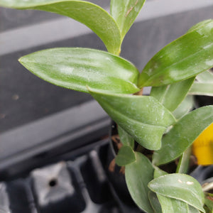 Close-up of a green leafy plant with glossy, elongated leaves growing in a black plastic nursery tray.