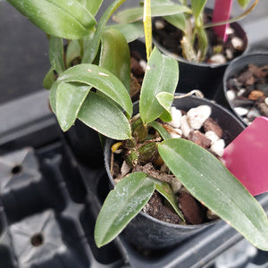 A close-up of a potted green plant with long narrow leaves growing in a black nursery pot filled with soil, small white stones, and a pink tag, with other pots visible in the background.
