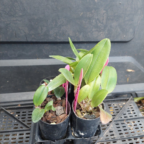 A small potted plant with bright green leaves and pinkish-red tips, growing in a black nursery pot filled with bark, placed on a black plastic tray.