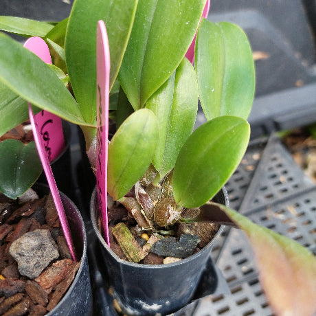 A close-up of a green leafy plant in a black plastic nursery pot with bark and stones, photographed among other similar pots on a tray.