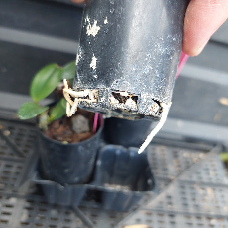 A close-up of a hand holding a damaged black plastic nursery pot with exposed roots, next to other pots on a black plastic tray.