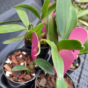 A close-up of a green plant with bright pink flower buds, shown in a black nursery pot filled with bark and white stones.