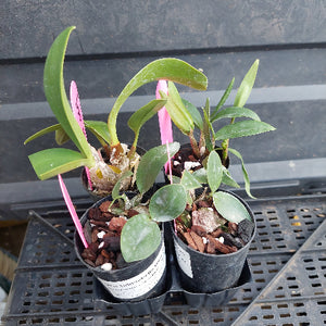Three small potted orchids in black plastic nursery pots with pink plant tags, placed on a black plastic tray.
