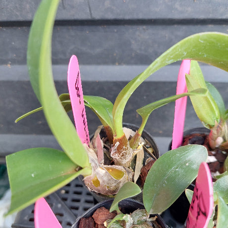 Close-up of a potted orchid plant with green leaves and pseudobulbs in a black plastic pot, with bright pink handwritten tags visible.