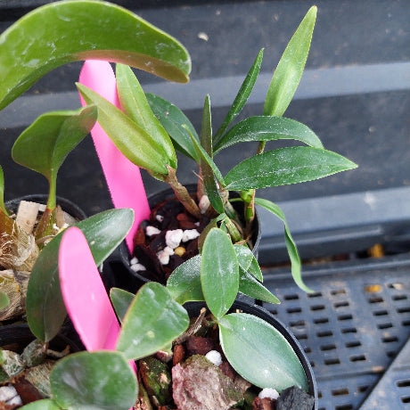 Close-up of small green leafy plants in black nursery pots with bright pink plastic labels, photographed on a black plastic tray.