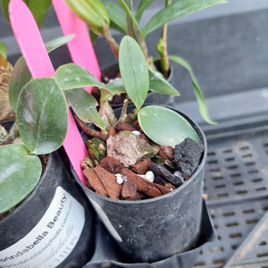 A close-up of a potted orchid plant in a black plastic nursery pot filled with bark, bark chips, and small white stones. Green leaves and stems are visible, along with a bright pink plastic tag.