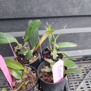 Several small potted orchids in black plastic pots with bark and growing medium, photographed on a dark nursery shelf. Pink handwritten price tags are attached to some pots.