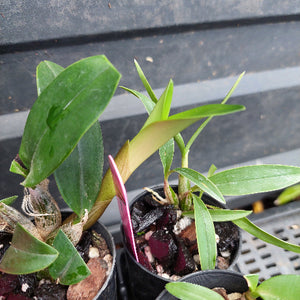 A close-up of a potted orchid plant with green leaves and a pinkish pseudobulb, shown in a small black nursery pot on a greenhouse shelf.